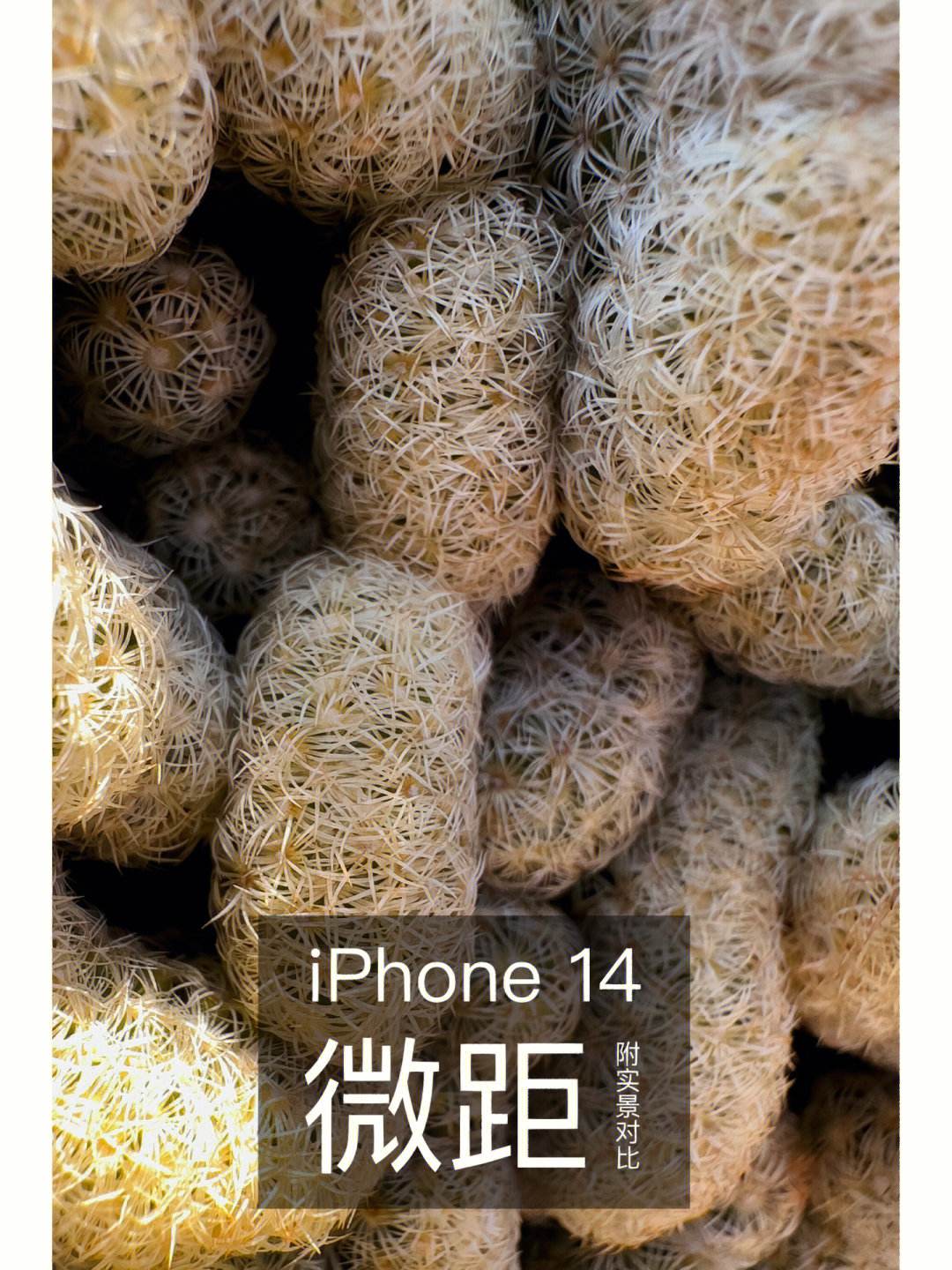 微距苹果版iphone微距-第2张图片-太平洋在线下载