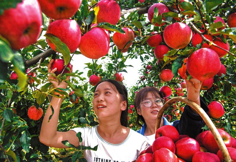 苹果采摘游园新闻原神哪里有苹果采摘-第2张图片-太平洋在线下载