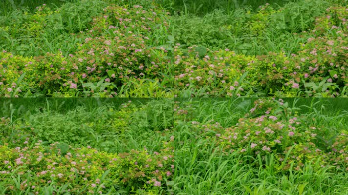 破解版野花视频苹果版苹果隐藏带颜色的app