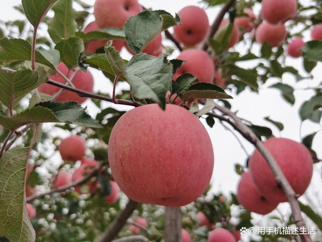 东北版延安苹果延安苹果电脑版下载