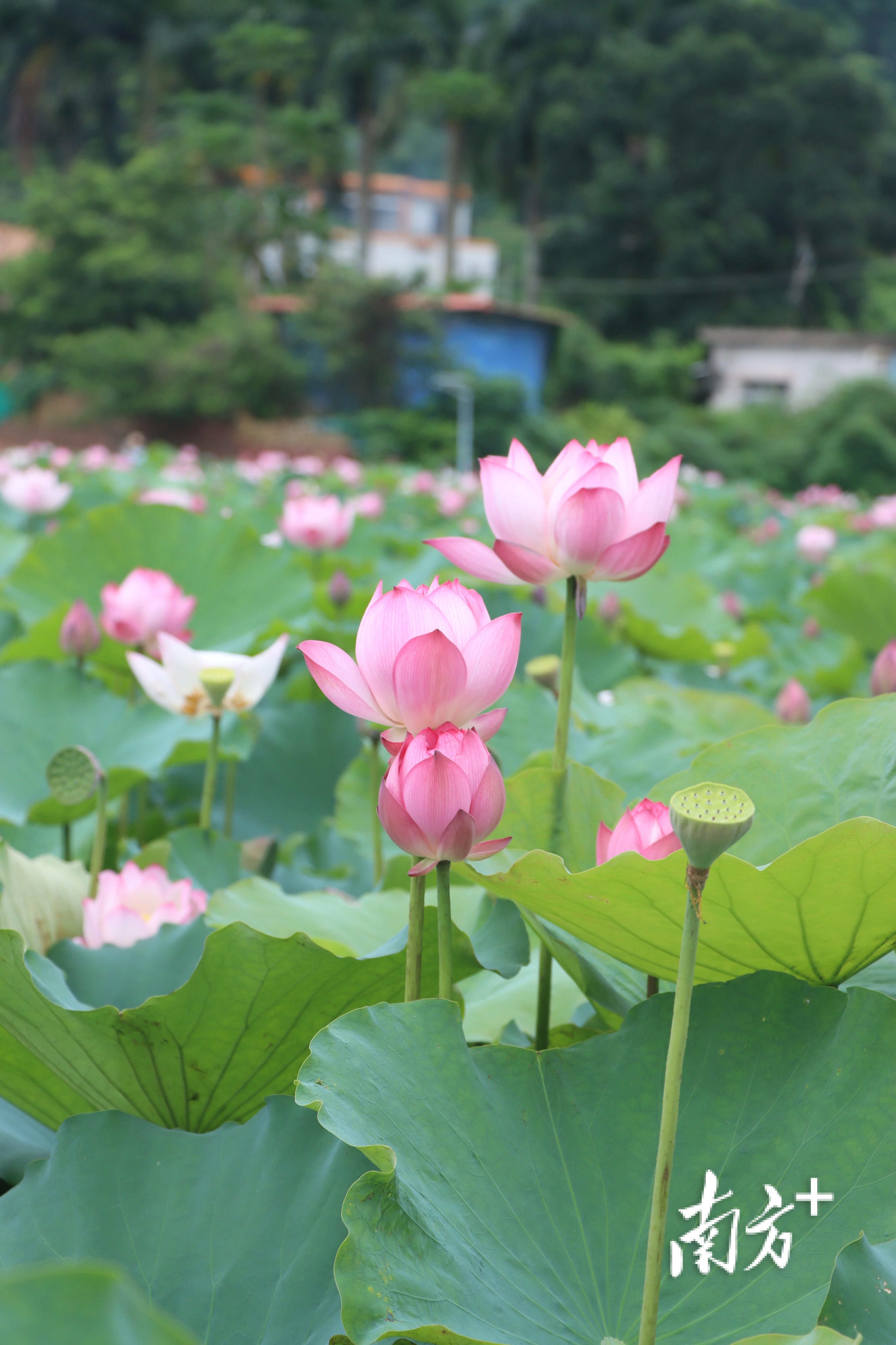 添彩网苹果版下载球探体育苹果版下载