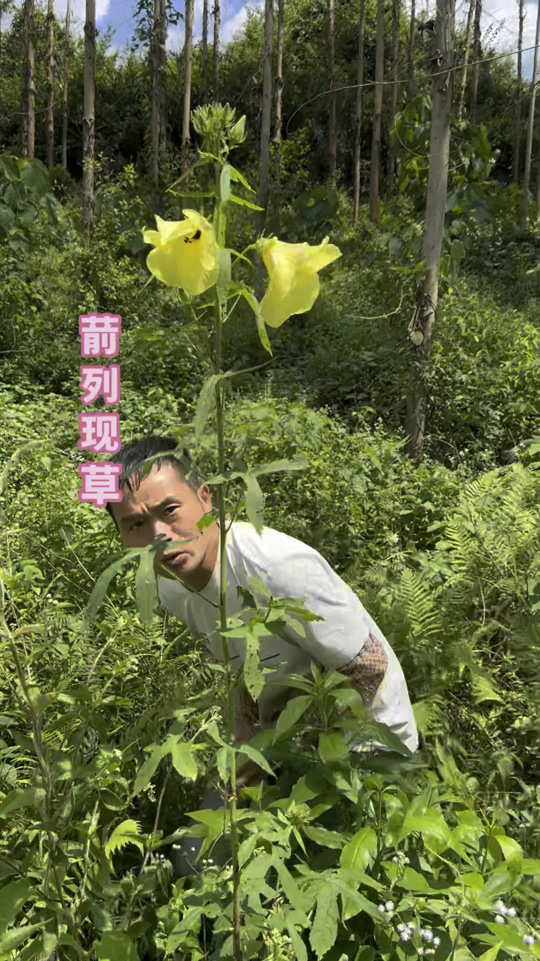 黄葵苹果版(黄葵都有哪些吃法)-第4张图片-QuickQ官网 黄葵苹果版(黄葵都有哪些吃法)-第4张图片-QuickQ官网