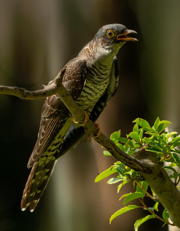 布谷鸟手机版登录(布谷鸟账号登录不了)-第2张图片-QuickQ官网