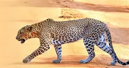 coreldraw手机版苹果版下载(手机版cdr软件苹果版)-第1张图片-QuickQ官网